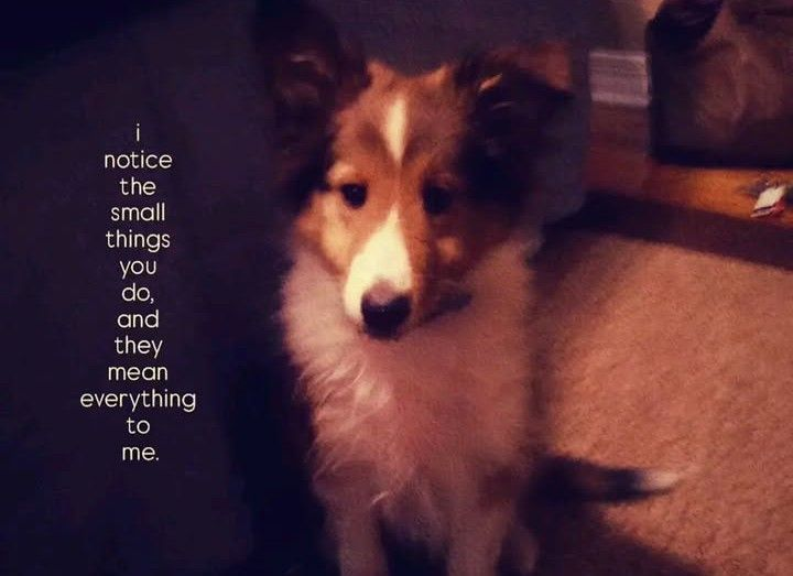 DoggyPosting's tweet photo. https://t.co/DzlpY9ikmq