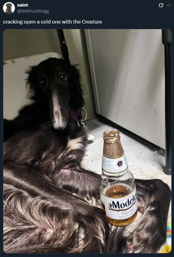 DoggyPosting's tweet photo. https://t.co/tuzstep9D4