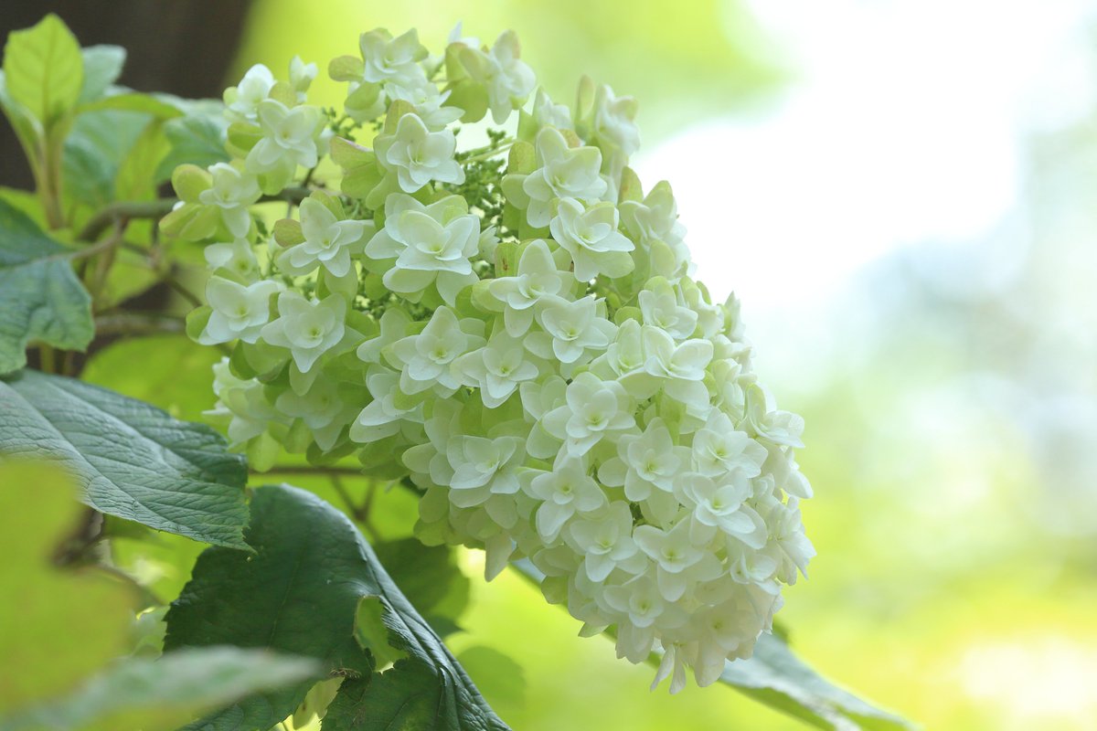 n_naga's tweet photo. 植物園のつづき
①植物園に行く前の公園にジャカランダが咲いていました。ここはかなり大きい木でした😊
②後ろは清掃工場の煙突です。
③カシワバアジサイはまだ元気に咲いていました🤗。
④アナベルも咲いていました。メロンパンがいっぱい🤤。日陰だから長く咲いているようですね～🙄。 https://t.co/bHYKE0yzLD
