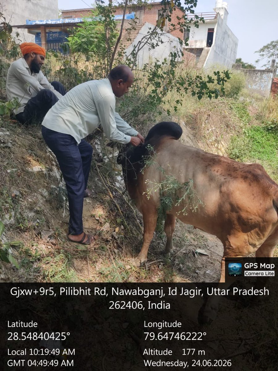 Rajkumarqqf7's tweet photo. "सादर अभिवादन,
​मैं डॉ. धीरज पाल गंगवार, पशु चिकित्सा अधिकारी, सेंथल-नवाबगंज, बरेली।
​मैं आप सभी गौ-सेवकों को विश्वास दिलाना चाहता हूँ कि गौ-सेवा के प्रति मेरी प्रतिबद्धता 100% है। जब भी आप मुझे कॉल करते हैं, मैं उसे तुरंत उठाने और हर संभव सहायता प्रदान करने का पूरा प्रयास करता हूँ। चाहे मामला मेरे कार्यक्षेत्र (Jurisdiction) का हो या न हो, मैं हमेशा उसका समाधान निकालने और उपचार सुनिश्चित करने का प्रयास करता हूँ।
​आप सभी गौ-सेवक बिना किसी स्वार्थ के निस्वार्थ भाव से सेवा करते हैं, जो अत्यंत सराहनीय है। गौ-माता की सेवा करना हम सभी का परम कर्तव्य है, और मैं इस पुनीत कार्य में हमेशा आप सभी के साथ खड़ा हूँ।
​धन्यवाद।"