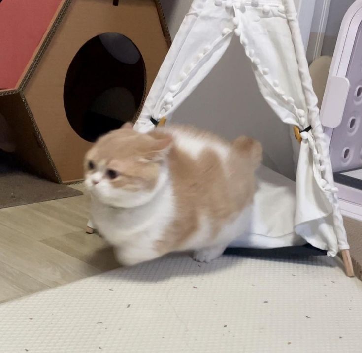 nekocatts's tweet photo. RUN! https://t.co/CzhKqAmGf8