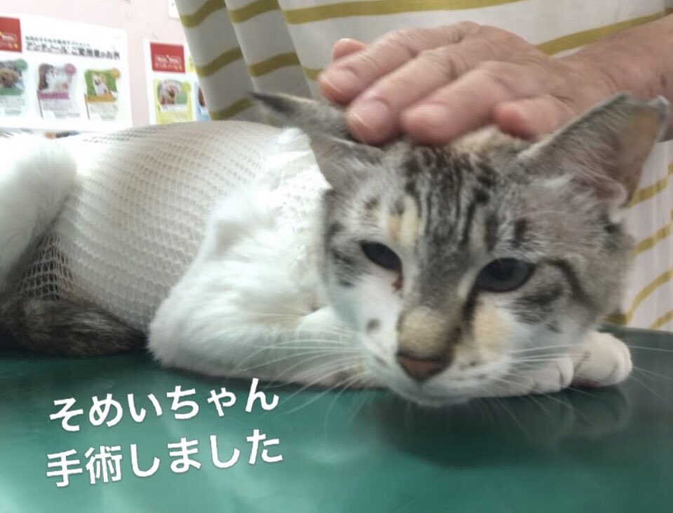 8wale77's tweet photo. 5月のTNR捕獲にて 
お腹に…腫瘍？脂肪腫？が見つかった
そめいちゃん🌸
⁡
そのまま保護し お預かり様宅で ゆーっくりお過ごしでしたが
先日 切開手術しました
病理検査の結果待ちです
変なものじゃあないと良いなぁ〜
⁡
帰宅後は
速攻！ご飯をバリバリ頬張って😆
お元気でしたぁ
良かった🙆‍♀️ https://t.co/PK8R7VtLcy