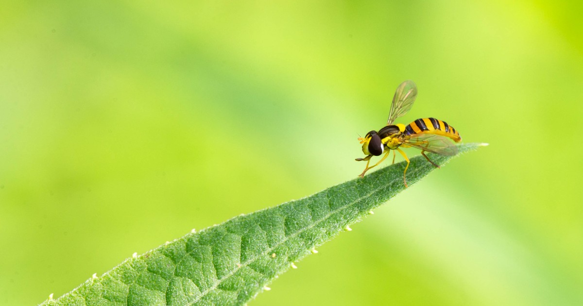 Algonquin_PP's tweet photo. Pollination Fun Facts!

- There are about 400 species of native bees in Ontario
- Western Honey Bees are non-native
- Insects that are not bees are responsible for about 40% of pollination
- Flower flies (pictured) generally visit more flowers than bees, but carry less pollen https://t.co/ZPCyAtKx7N
