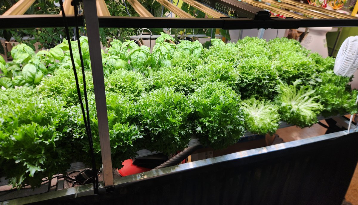NYsunworks's tweet photo. Future scientists and environmentalists are exploring sustainable agriculture in hydroponic classrooms at @PS94DavidPorter and @BaysideHSQueens. Opportunities like these give students firsthand experience in climate education thanks to support from @CMvpaladino. https://t.co/JIUk5SEP2o