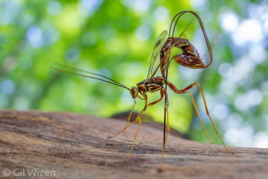 BeeDeeBee1's tweet photo. After 35 years I finally figured out what in the *@%$ I saw as a child. A Giant Ichneumon Wasp. https://t.co/6ZMMgujraK