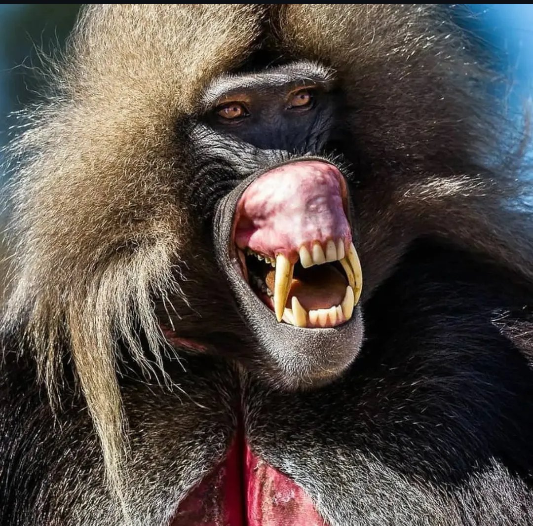 Je2003Jerome's tweet photo. Good evening | Name the animal. https://t.co/9SwXQY1EdV