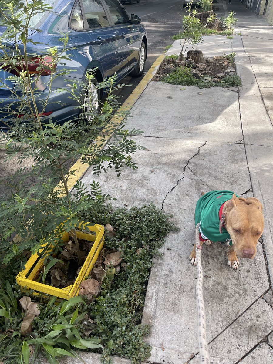 AdelB_CDMX's tweet photo. 🌳 REPORTE FORESTAL ArbolGO

🏷️ ID: #NS243SO96 (Sami hermano)
📝 REPORTE: Gala apoya a México y los árboles…vamos por el quinto crecimiento y el quinto partido ;)

🛰️ Únete a la resistencia en https://t.co/ayFCq8NXuD

#ArbolGO #NaturalezaSostenible https://t.co/4A6ZDDRN05
