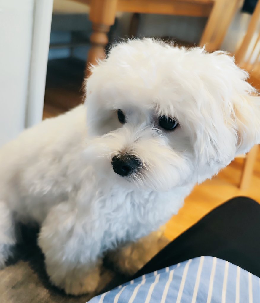 moerixxx's tweet photo. 妹の愛犬とこないだ会ったから
お願いしたらよかった笑
もちおやつと交換で🐶💄‧₊˚. ⸝⸝ https://t.co/daEMvtS8vK