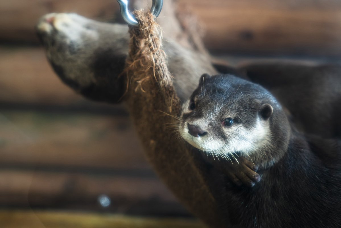 chaitasingman's tweet photo. 推しにトップ画カワウソで認知されたので、改めて沼津のみとしーで撮影した可愛いカワウソを再掲 https://t.co/PMlOPDTDb7