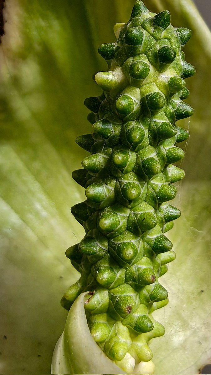 AbdNatiq24's tweet photo. Nature has its own geometry✨
Zooming into the alien landscape of a peace lily spadix. It’s all about the details you usually walk right past. @Snapdragon @Snapdragon_IN
#JuneZoom #ShotOnSnapdragon #MacroLens #MobilePhotography #VisualsOfNature #OnePlus15 https://t.co/4YWIXrq3wE