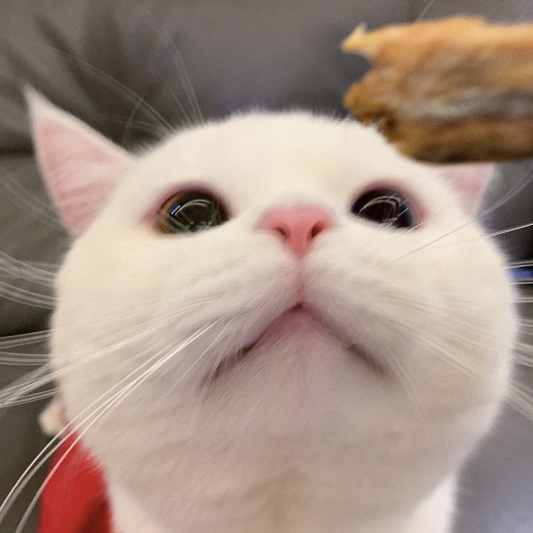 whalepunqler's tweet photo. https://t.co/idd7nIm2Lr