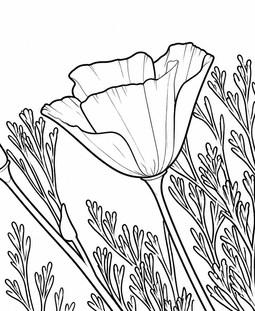 DayHikerTrails's tweet photo. Free Coloring Book Page: California poppy from "California Wildflowers Coloring Book"
#adultcoloring #adultcoloringbook #coloring #coloringbook #coloredpencil #colorist #booksforkids #childrensbooks #kidsbooks #kidlit #wildflowers #California
https://t.co/9QDT6RGfIX https://t.co/bamBnCu1pR
