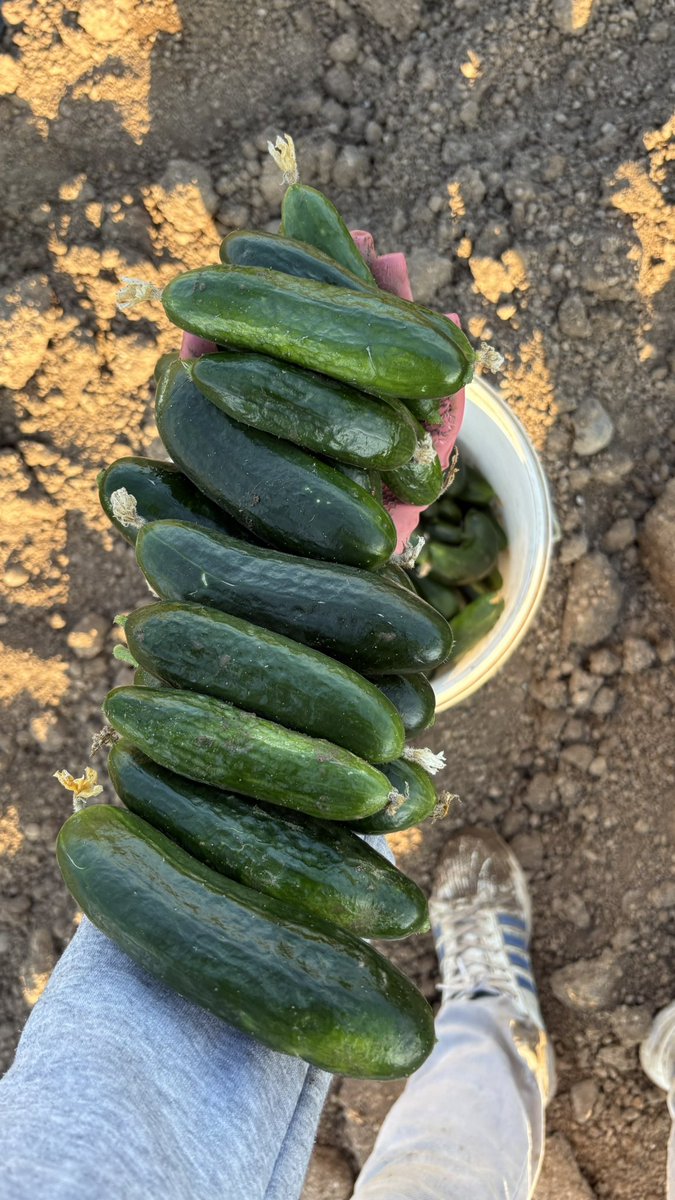 ahy038's tweet photo. Çiftçi olmanın faydaları; 👨🏻‍🌾🚜

Dalından sınırsız meyve yeme
yanıma poşetle azık yapma 
tatile gitmeden bronzlaşma :) https://t.co/k6UhOYBaie