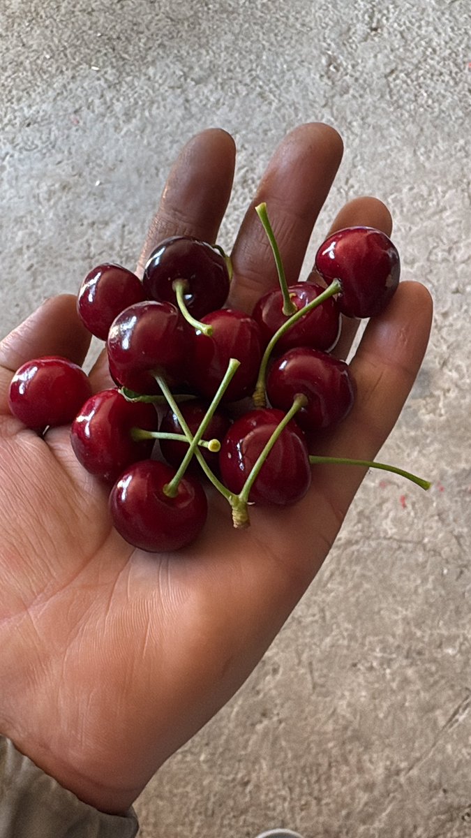 ahy038's tweet photo. Çiftçi olmanın faydaları; 👨🏻‍🌾🚜

Dalından sınırsız meyve yeme
yanıma poşetle azık yapma 
tatile gitmeden bronzlaşma :) https://t.co/k6UhOYBaie