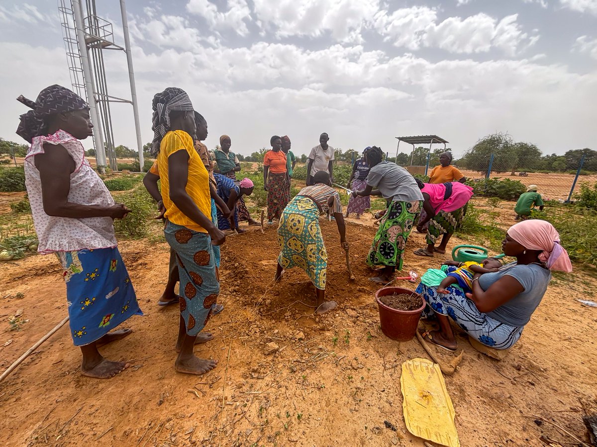 PNUD_BFA's tweet photo. 🌱 À Baskouré, le projet #GoLCoS de @PNUD_BFA  renforce la résilience de 55 personnes vulnérables, en les formant sur les techniques de maraichage : de la préparation du sol à la récolte et conditionnement.
🤝 Avec l’appui des services agricoles.
#DéveloppementLocal #AgriculturetDurable #Femmes #Résilience