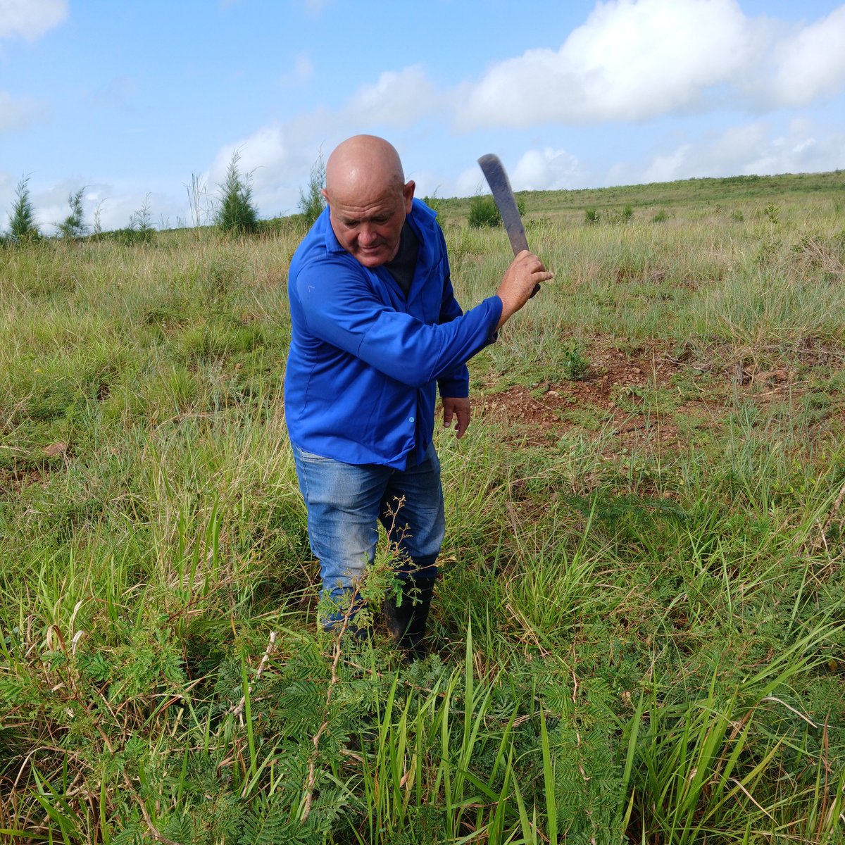 Agroforestal_VC's tweet photo. En la mañana de hoy, trabajadores de la Dirección de la Empresa apoyaron a la UEB #Madeca en la limpieza silvícola de la Plantación 2025 🌳, con eucalipto y bordes de marañón 🌰. Se avanzó notablemente en la limpia, con alta supervivencia.
@Yadira_Forestal @YdaelB @ihosvany57657 https://t.co/3wpHRi7cTF