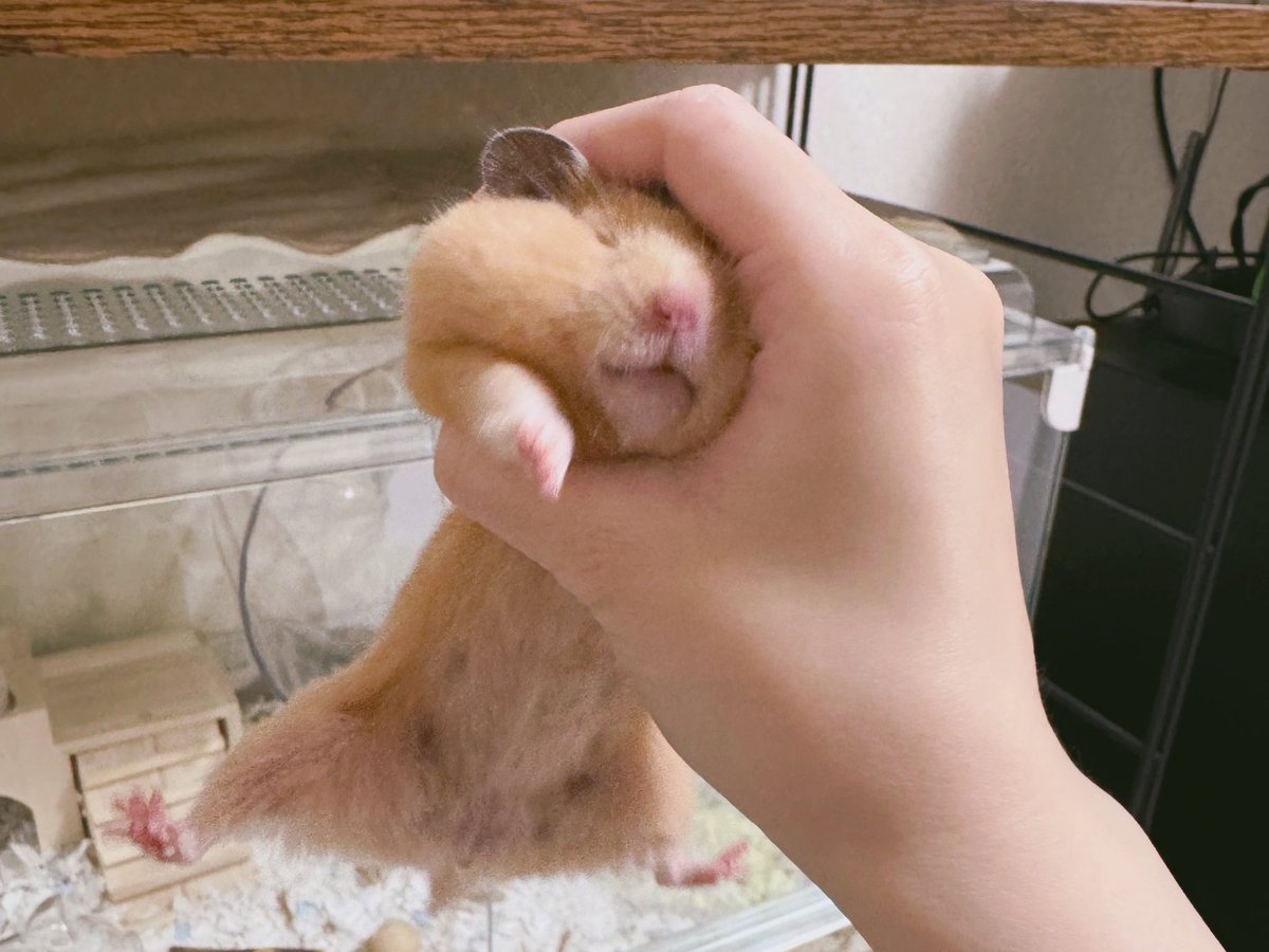 hmtmchmr's tweet photo. おやつ棚を漁っているところを確保しました！
🐹ﾔﾐﾃｪ!!!
（めちゃくちゃ弱くにぎってます） https://t.co/S3djt9m5X7