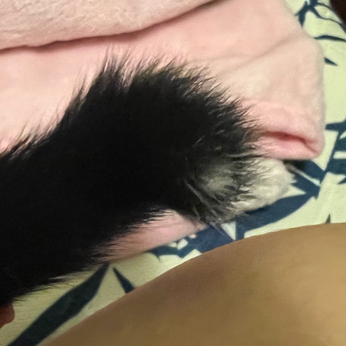 awwwfluffy's tweet photo. ไจไจ๋แชปปิ้น ไข่ดำแต่จู๋ขาว หางดำปลายโพลก้าดอท ใกล้ได้ฉีดวัคซีนละ https://t.co/YTFkRmXeE5
