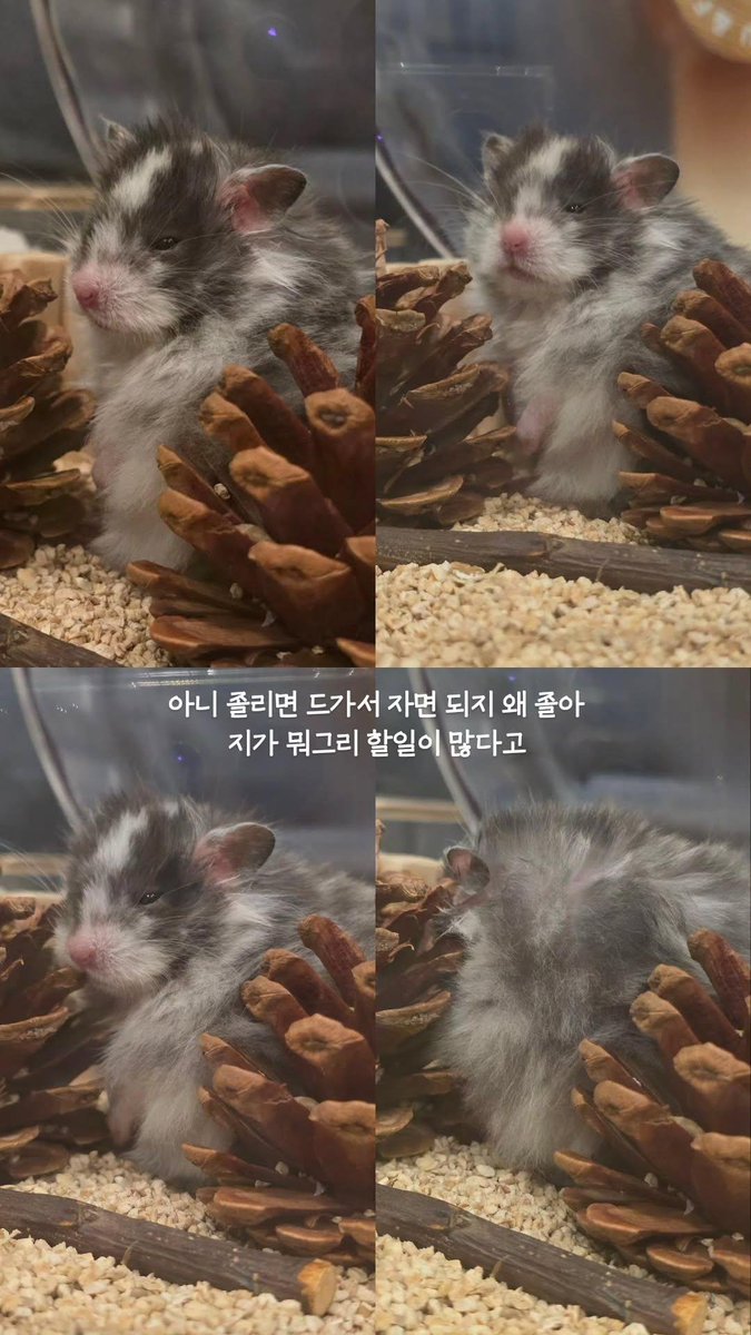 morncharn's tweet photo. 귀여븐 근황 https://t.co/Qiron2HdRu