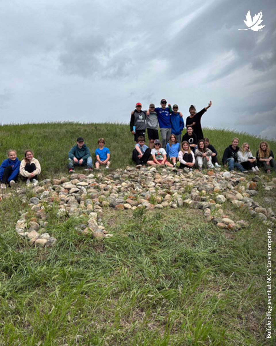 NCC_CNC's tweet photo. 500 stones. One powerful sight. 🦬 In the Qu’Appelle Valley, students helped artist Carol Rose GoldenEagle create a buffalo effigy on conserved prairie landscapes — honouring Indigenous History Month.
 
Learn more: https://t.co/66NLIZb9Nh https://t.co/cbSibhkNBf