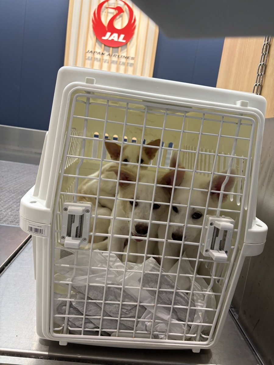 AHRstaff's tweet photo. 24日に熊本県からレスキュー犬が3匹到着しました✈️全員お風呂に入ってご飯も食べて元気にしています🙌今週末土曜お披露目会よりずっとのお家探しスタートします▶️ #雑種  #茶白の中型犬  #可愛すぎる  #甘えん坊 https://t.co/Xx7HyimzLp
