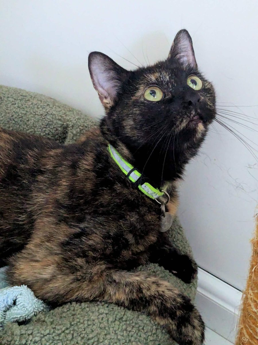 newstartcats1's tweet photo. 🤎 - Meet Amber🧡

Friendly 3-year-old tortoiseshell girl looking for her forever home. Amber is affectionate, full of tortie charm and loves a fuss. She would suit a home with older children only, no dogs, and outdoor access once settled. #AdoptDontShop #Tortie https://t.co/hXnQgJQwwP
