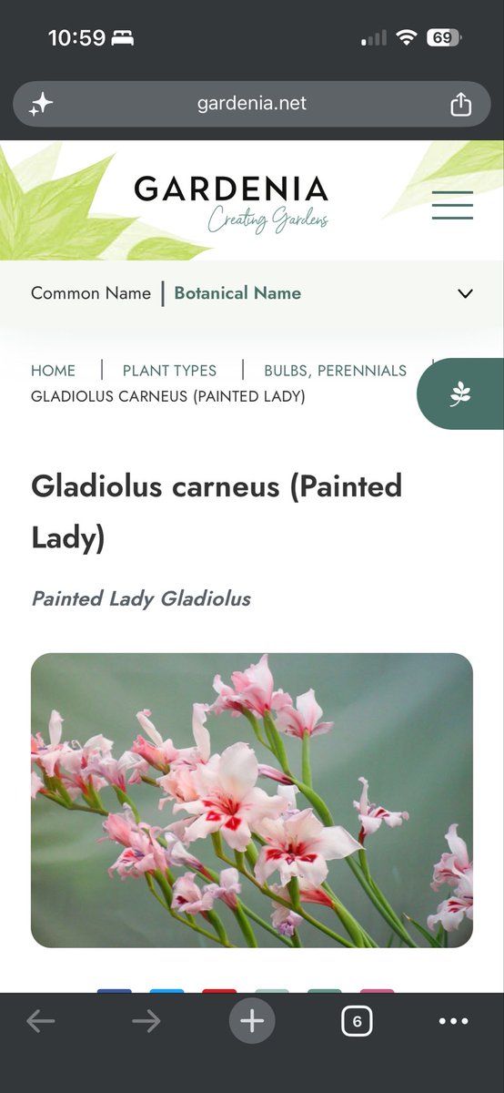 korewrites97's tweet photo. they’re both “Gladiolus flowers” and this could mean nothing https://t.co/IIMY4jF9LO