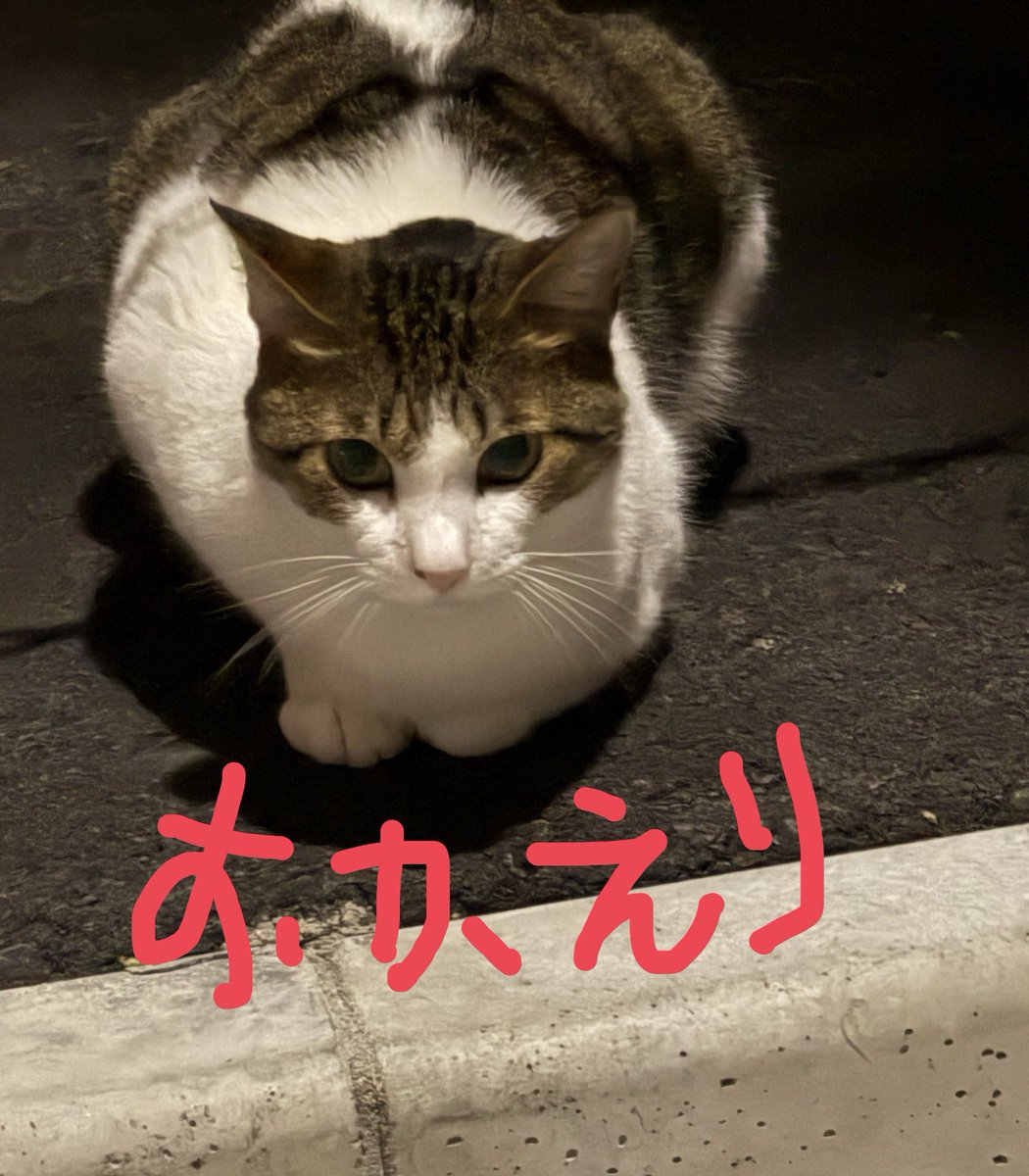 shamunekonohige's tweet photo. #灯の町　あ、ありがとう😊ただいま〜🐈‍⬛
🐶🎫 https://t.co/8kXpygfTDC https://t.co/OeHhnlOdxV