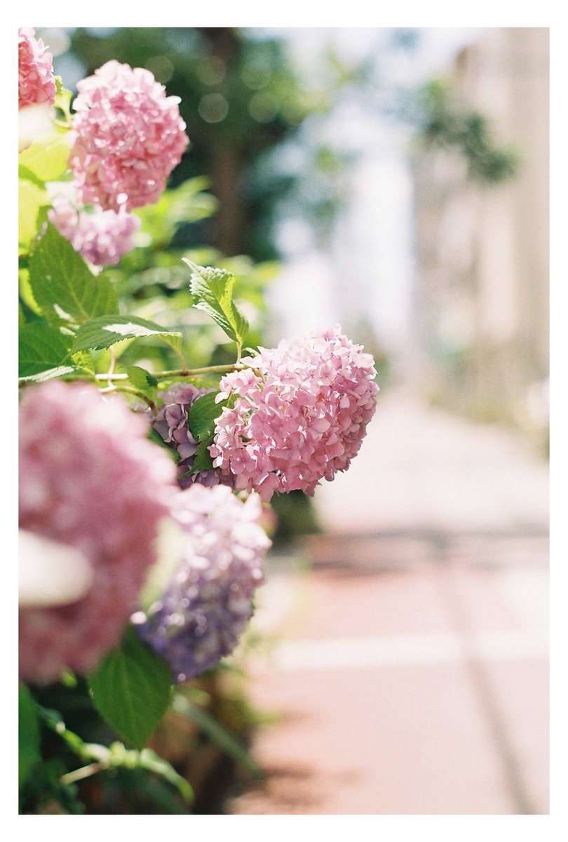 comme_yu's tweet photo. 雨が続きますね☔
良い1日を

#film https://t.co/vxx8jhaZEN