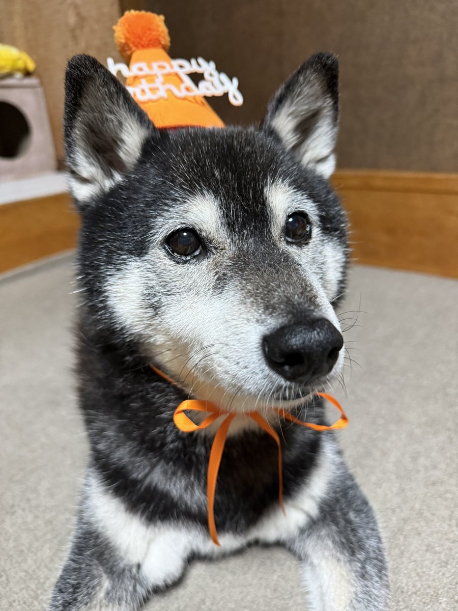Rusty1128Ma's tweet photo. おはようございます♪今日は　僕のお誕生日🎂　12歳になりました！　いつもありがとう🐶
#ライブ配信 #柴犬 https://t.co/BasOwEfiG5 @YouTube https://t.co/nm8PJnTypu