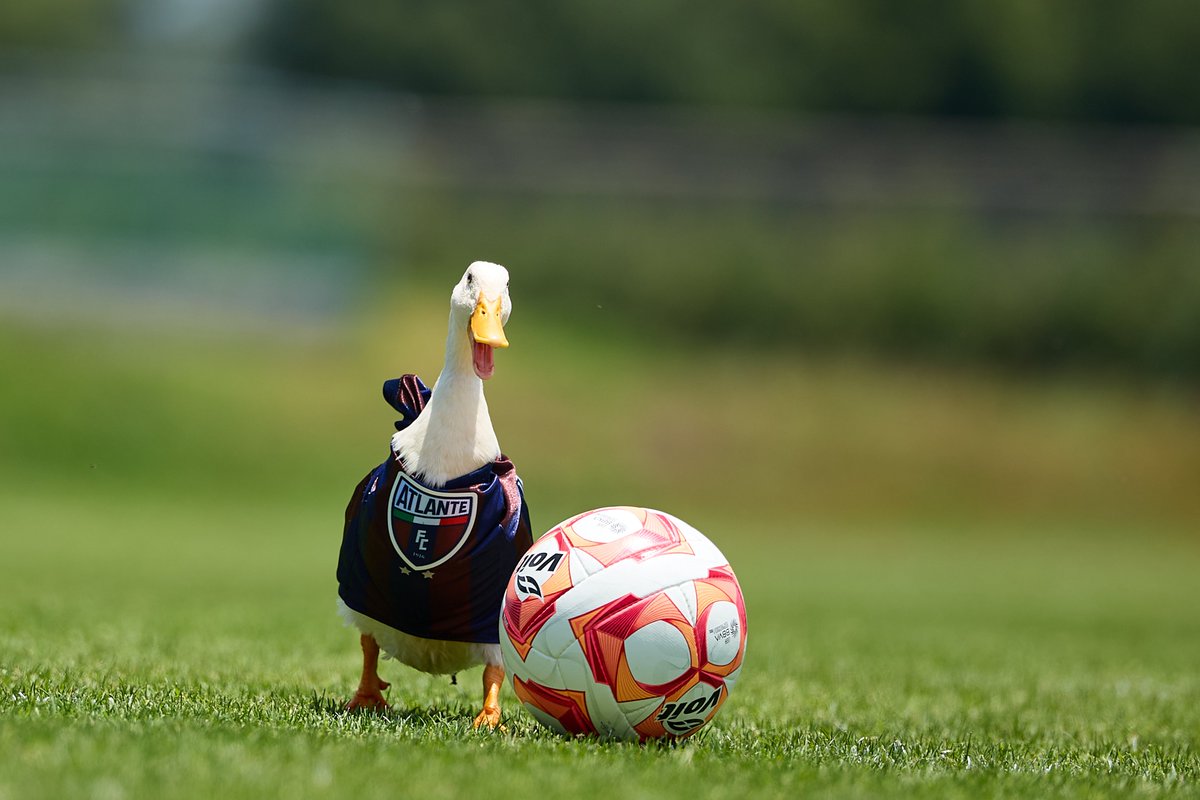 Atlante's tweet photo. Si no te carga, no es el internet. Es el exceso de calidad de esta galería 📶
El Pato Merlín de Azulgrana 😌
#LesGusteONoLesGuste https://t.co/ZZCCAFj9qP