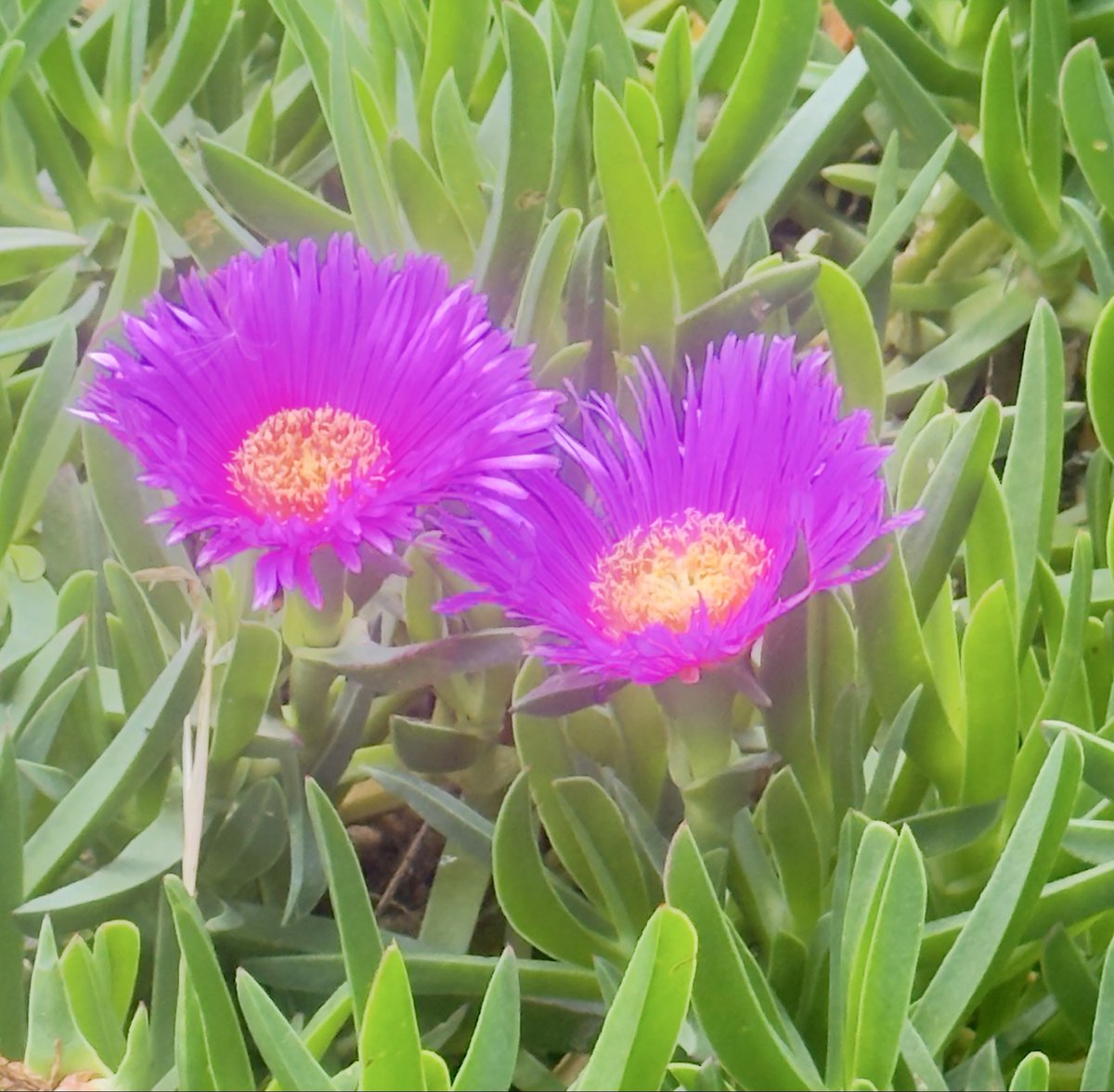 wildrosetrr's tweet photo. #fotoselect #sanatseverler #artlovers #makro #macro #çiçekler #flowers #doğa #nature #iphone16promax https://t.co/uLCc1frNRk