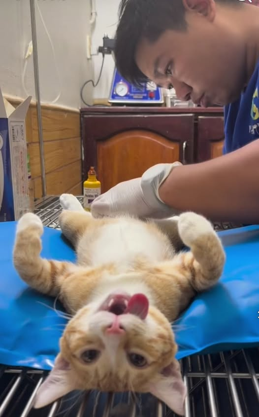 ipan sepentin tweet media