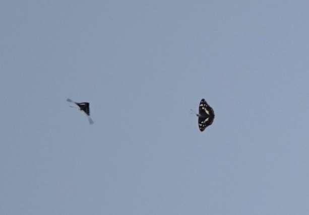 sesame86's tweet photo. Purple Emperors battling it out at Lippitts Hill, Essex, this afternoon - distant images by Nev Smith. In the 35'C heat, they mostly did just about nothing for 2 hours - 10% of normal activity. https://t.co/Rrt4PBOkea