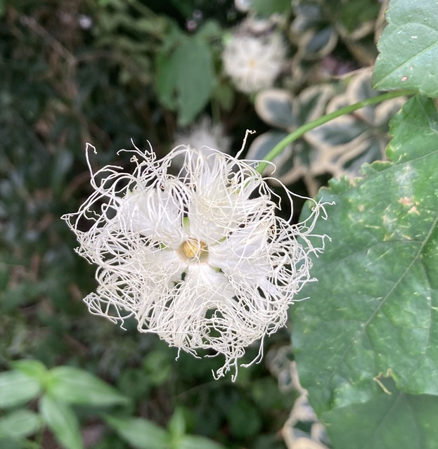 rokin0k0's tweet photo. 出かけた先の植え込みで見つけた #キカラスウリ 
よくもまあ、こんな形の花びらにすることを思いついたなあ、と感心します😍

でも意外に、道行く人たちは全然気にもとめずに通り過ぎていく　
忙しい現代社会🥲 https://t.co/IootqUD1mq