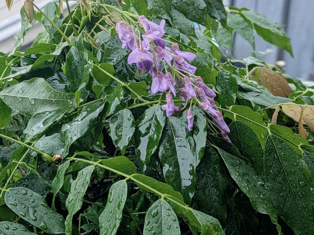 hazzzzzu's tweet photo. おはようございます
雨降り続く  木曜の朝です

夜中からすごい雨が降ってます
雨雲レーダーとにらめっこしたら
通勤時間までには少し弱まるようです

台風も2個きてます
被害などありませんように🙏🏻

あっ、藤の花が咲いてました

今日も大丈夫
心そよそよのよい1日を〜🐸🌧️🐌☔️ https://t.co/8rZrwJRpcG