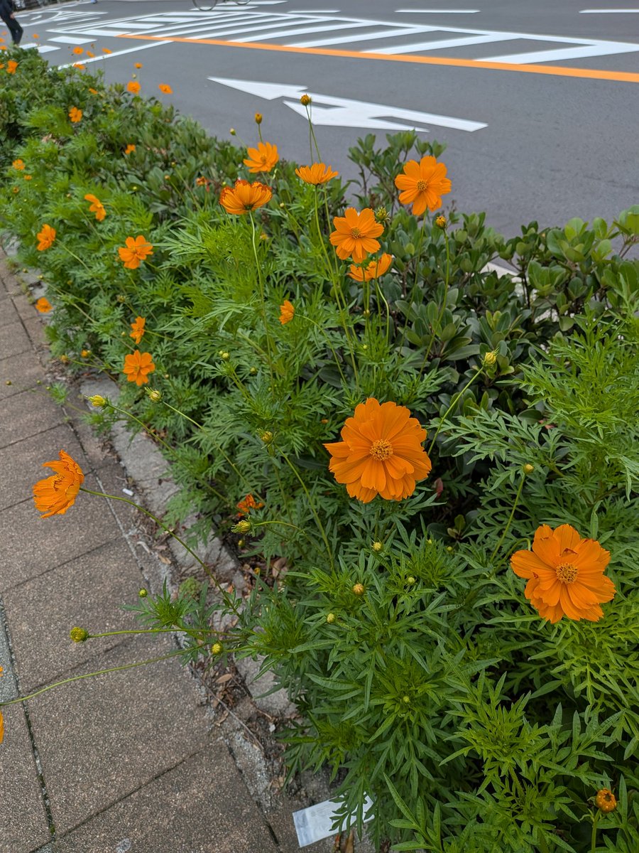 4fwpSdSRqbtHdg0's tweet photo. 長い1日… 昨日は3ヶ月毎に行く病院の診察日朝9時45分のバスに乗り着いて受付を終わり待つこと2時間…数値が悪くお薬飲んでますかとお医者さん…バレた!時々飲み忘れていた、ソファに座りこのまま寝たいなぁ思いながら反省!帰ったのは16時で超長い時間でした…皆様素敵な良い1日をお過ごし下さいね https://t.co/aixLEUAbyZ