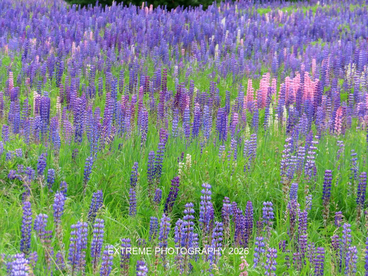 clkoval's tweet photo. @foxweather @amyfreeze @FOXWeatherDesk It’s Lupine season the Lupine’s are beautiful this year in Washburn WI 6-14-26 https://t.co/ymsTp87k4y