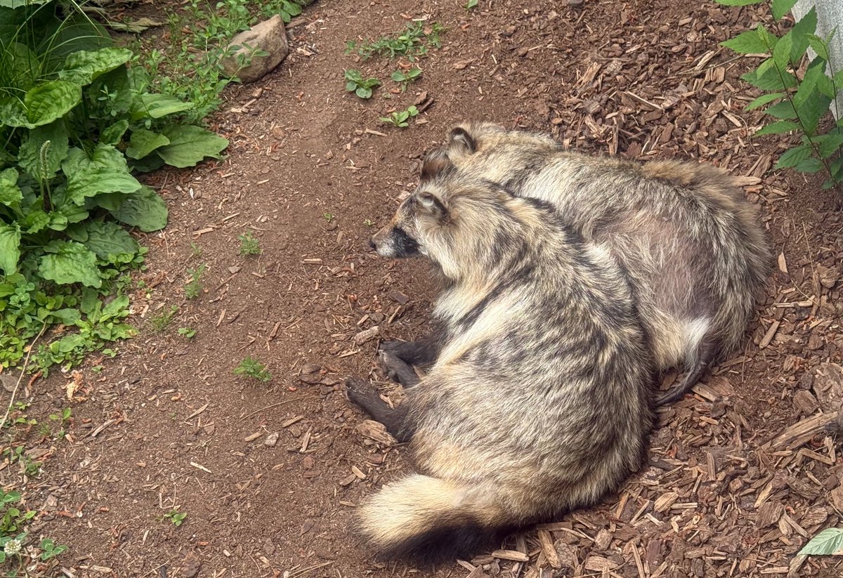 連タヌ🐾 #エゾタヌキ #エゾタヌキ協会