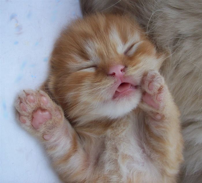 Catsillyness's tweet photo. sooo eeeepy https://t.co/eZ1LOLS201