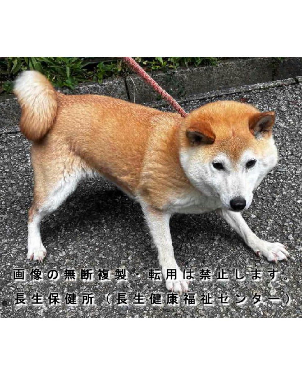 fukushiyamesagi's tweet photo. 🆘緊急🆘#収容犬
🆘⚠️収容期限超過⚠️
6/16(火)千葉県茂原市茂原
黒首輪
茶白♀柴犬
📲長生保健所🙇🏻‍♂️
迷い犬迷子保護イヌいぬメス柴芝赤白茶老村白子町大網白里長柄長南睦沢一宮上総八積新本納永田道の駅むつざわつどいの郷くらやはくが公園アスモもってきーなながらあられちゃん家コジマルドライブイン 

🚨収容期限が超過しています‼️

🚨「メス」「中型」「革製黒色首輪」とされる、柴犬(茶柴、赤柴)が収容されています‼
🚨️飼い主様、関係者様は大至急お迎えをお願いいたします🙏🏻
🚨収容犬にお心当たりのある方は大至急、長生保健所迄ご連絡をお願いいたします📲🙇🏻‍♂️

◎公示には「柴犬*・茶白**・メス***・中型・革製黒色首輪（JPG：72.5KB）**** を装着した犬を収容しました。」と記載されています🐕

＊犬種の認識・表現は個人の感覚等により異なる為、収容中の犬が公示記載犬種の「柴犬」としてではなく、茶柴、赤柴、芝犬、茶芝、赤芝、柴、芝、シバ、しば、シバイヌ、しばいぬ等として捜索されている可能性もあります。

＊＊公示掲載画像の動物は、撮影・再生条件、被毛・皮膚の濡れ・汚れ、或いは傷病等により色合いや印象が逸走当時とは違って見える場合があります。また毛色・毛柄等の認識・表現は個人の感覚等により異なる為、収容中の犬が公示記載毛色の「茶白」としてではなく、白茶、茶色等として捜索されている可能性もあります。収容犬の特徴の詳細は長生保健所迄お問い合わせください📲🙏🏻

＊＊＊収容動物は長毛、傷病、或いは興奮等により性別の確認が困難な場合があり、公示記載の性別が後日訂正される場合もあります。詳細な情報は長生保健所迄お問い合わせください📲🙇🏻‍♂️

＊＊＊＊首輪の画像へのリンクとなっています。公示掲載画像の収容動物装着品は撮影・再生条件、褪色・劣化等により元の色合い・形状とは違って見える場合があります。首輪の特徴の詳細は長生保健所迄お問い合わせください📲🙏🏻

⚠️公示には推定年齢(※画像からは顔も白くシニア犬のように見えます。)、鑑札・注射済票、マイクロチップ等に関する記載はありません。詳細は長生保健所迄お問い合わせください📲🙇🏻‍♂️

⚠️⚠️傷病等の有無・状態、収容状況等については長生保健所迄お問い合わせください📲🙏🏻

◎迷子動物は市区町村境・都県境等を越境して収容される場合もあります。

◎公示に記載がなく、掲載画像からも不明な収容動物の特徴等については長生保健所迄お問い合わせください📲🙇🏻‍♂️

◎収容動物は長期放浪等の影響による容姿の変化、或いは首輪等の脱落、色柄・形状等の経年劣化、放浪中の他者による装着等の可能性があります。公示に掲載画像がある場合でも、撮影・再生条件、被毛・皮膚の濡れ・汚れ・傷病等により動物の目の色や毛柄等の特徴、或いは経年劣化等により首輪等の色柄・形状等が逸走当時とは違って見える可能性があります。またリンクのミス等により掲載画像に別の個体や装着品が表示されるケースも稀に見られます。公示記載情報、或いは掲載画像からの印象と、動物の逸走当時の容姿、装着品との多少の差異に拘らず、長生保健所でのご確認をお願いいたします🙏🏻

お問い合わせ先
千葉県長生保健所(長生健康福祉センター)
健康生活支援課　動物担当
電話：0475-22-5166
📩https://t.co/3dRK12YuDg

個人等で保護している動物情報(千葉県※千葉市・柏市・船橋市を除く)
⏩https://t.co/Pe6hAQzoys

収容動物情報  長生保健所(長生健康福祉センター)
⏩https://t.co/IvI4UlmmIy

【掲載番号】cd0616