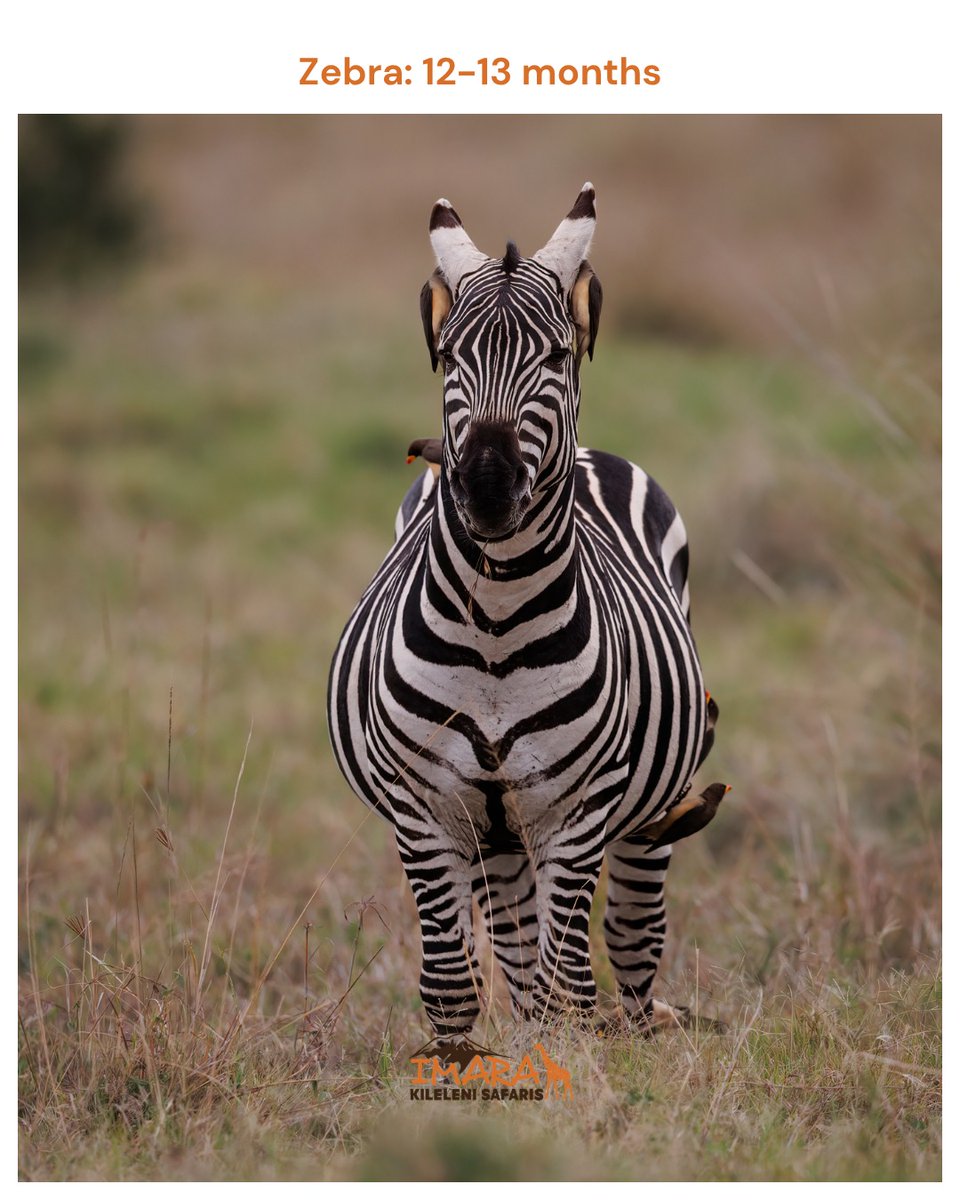 imarakileleni's tweet photo. Nature teaches us that some of the most extraordinary things take time. 
The next time you spot a young animal on safari, remember the incredible journey that brought it into the world. From months of patience to years of nurturing, every new life in the wild is truly remarkable. https://t.co/snTqMqHiqr