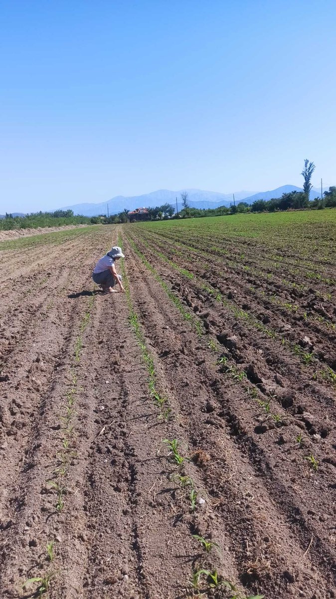 ortacatarim's tweet photo. 🌽🔍 Mısır ekiliş alanlarında #BatıMısırKökKurdu ve #GüzTırtılı sürveyleri gerçekleştirildi, zararlılara rastlanmadı. Bazı alanlarda #MısırKoçanKurdu ve/veya #MısırKurdu zararları gözlemlendi. Veriler KASKS sistemine işlendi. https://t.co/Pu0akLXDCH