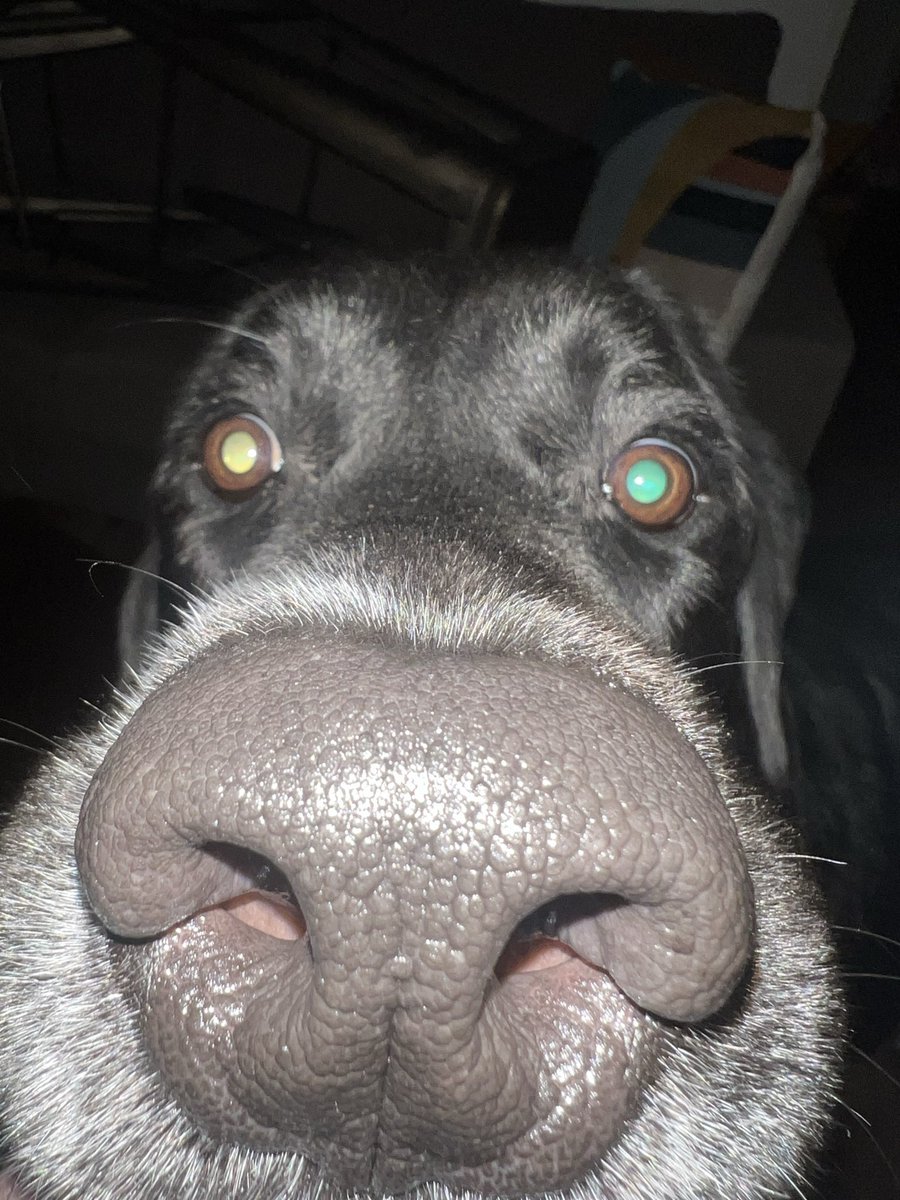 GL00MYR0SE's tweet photo. Managed to get the most perfect picture of my homedog https://t.co/MAGLq7gooW