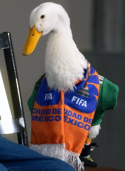 JustinoMoral's tweet photo. Le suplico que lean este hilo completo:

PATO https://t.co/yy2evJhEXN