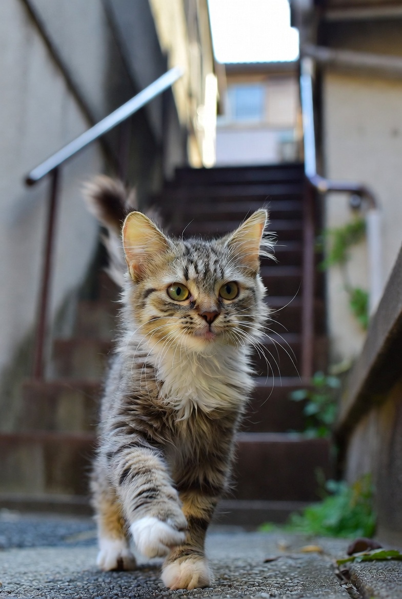 harunekochan22's tweet photo. 近所のちび猫がまた階段で遊んでた。可愛い https://t.co/mdUS6IEoRr