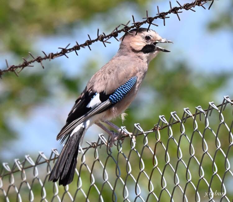 yasar_tabur's tweet photo. Alakarga  ( Eurasian Jay Garrulus glandarius )  Hurma-Konyaaltı @Trakus_org @milliparklar @yabaninizinde https://t.co/eyoZvdPf5X