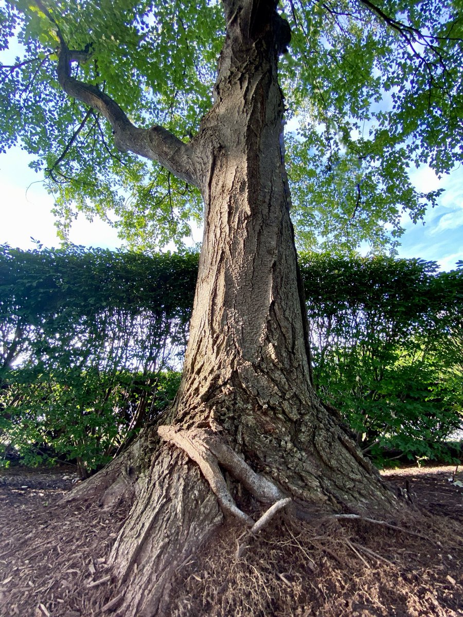 LiciousCoffee's tweet photo. Good Morning 🌎💝💫
It’s a GREAT day
👋🏽Hey Wednesday☕️🌞

The 🌎 is full of amazing contents, see it, recognize it, create IT—find Art in Nature.

✋🏾  Open arms 🤚🏾
A 🌳 gratitude #Rooted in appreciation
#Nature #NaturePhotography #Photography #PhotographyIsArt #Tree #Park https://t.co/rmM0l3sEzX