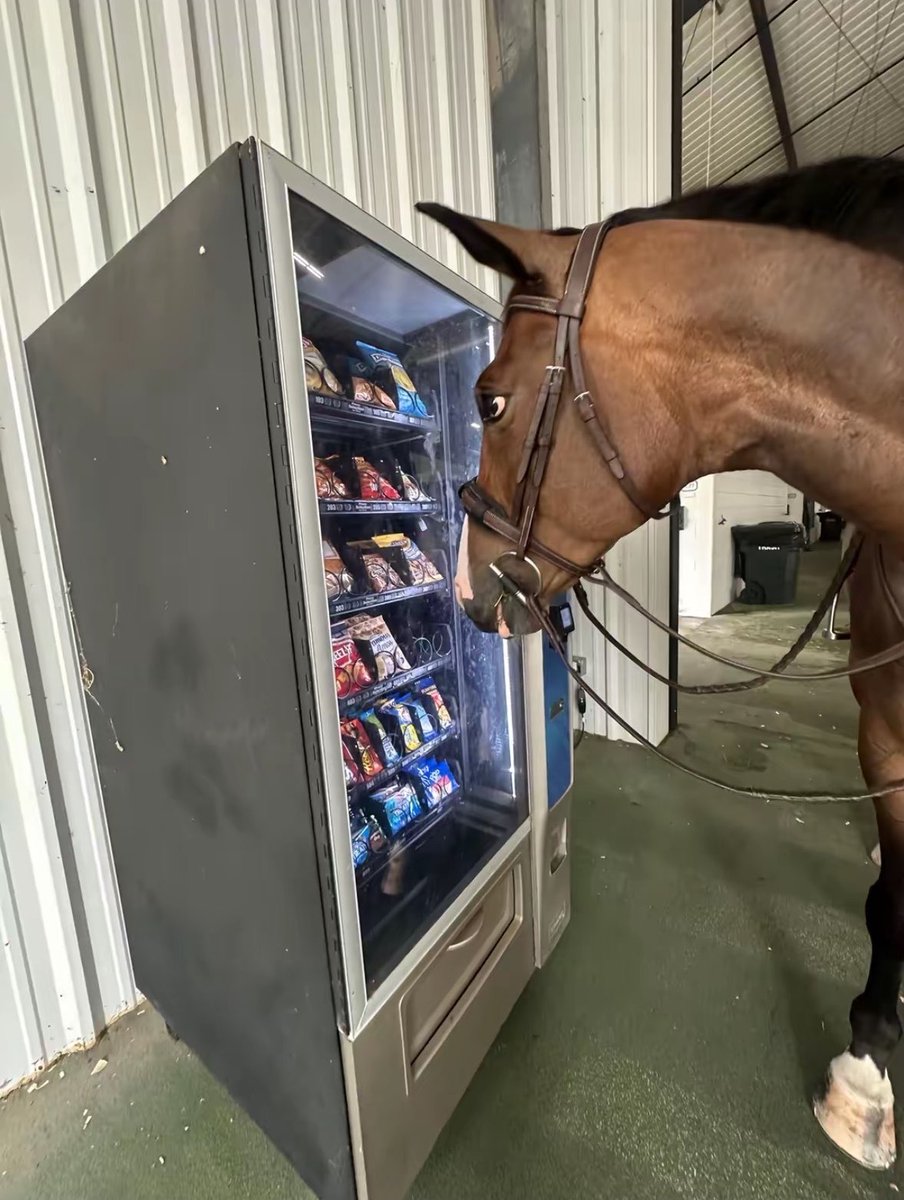 horse tweet media