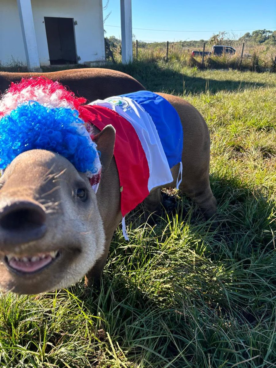 DiarioExtraPy's tweet photo. 🇦🇺🦘🐨 Australia tiene sus canguros y koalas, pero nosotros tenemos un team poderoso. 
El mborevi y el aguará guazú de la EBY ya están alentando a la Albirroja. 🇵🇾 
¿Qué te parece este equipo? 🔴⚪ https://t.co/ybwDCRpsqe